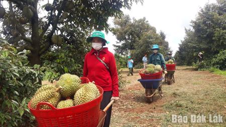 Đắk Lắk có 320 mã vùng trồng xuất khẩu