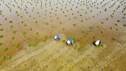 Đổi mới quy định công nhận nông thôn mới giai đoạn 2026-2030