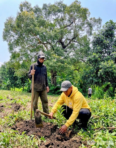 Triển vọng phát triển cây trâm ở Phú Mỡ