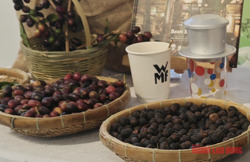 Giá cà phê hôm nay 7-4: Arabica tăng giá, 20% vùng trồng có nguy cơ không phù hợp