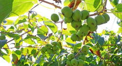 Loài cây dại ở châu Á có thể là khắc tinh của ung thư phổi