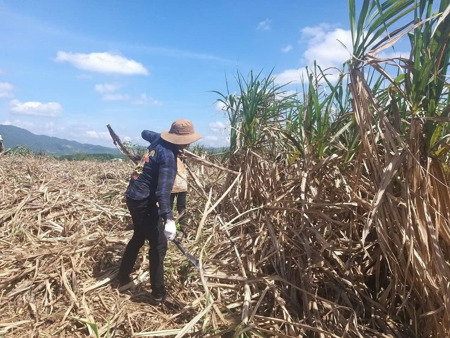 Vựa mía Đắk Lắk: [Bài 1] ‘Đỏ mắt’ tìm nhân công