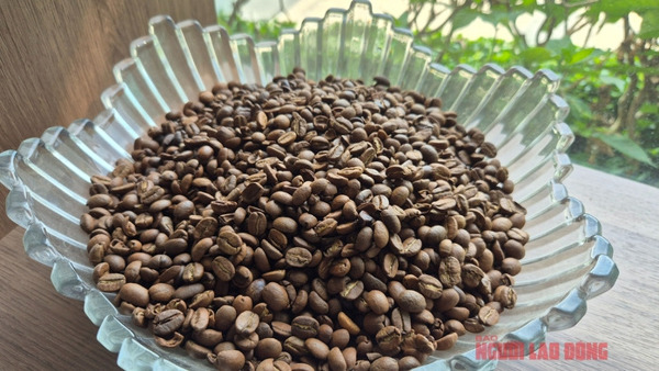 Giá cà phê hôm nay 8-4: Cả hai sàn đỏ lửa, Robusta xuống đáy 8 tháng