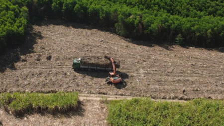 Vựa mía Đắk Lắk: [Bài 2] Gian nan việc cơ giới hóa