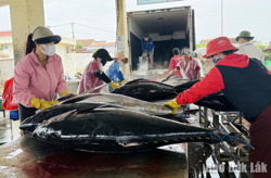 Siết chặt kỷ cương trong hoạt động khai thác thủy sản