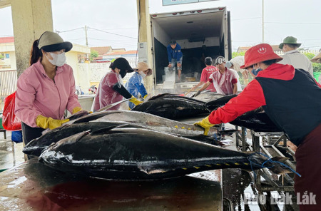 Siết chặt kỷ cương trong hoạt động khai thác thủy sản