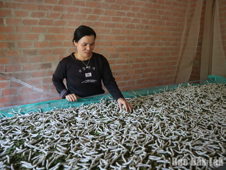 Nông dân nuôi tằm thu lãi lớn