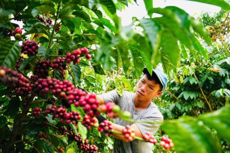 Xuất khẩu cà phê của Việt Nam 4 tháng đạt 3,58 tỷ USD