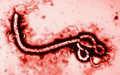 WHO nâng mức cảnh báo dịch Ebola lên khẩn cấp, Bộ Y tế lên tiếng