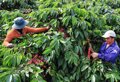 Cà phê Việt Nam: Sản lượng tăng, kim ngạch giảm