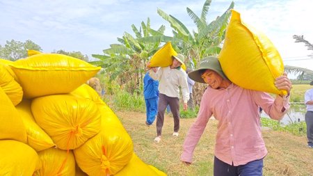 Lý do Việt Nam nhập khẩu lúa gạo đứng thứ 2 thế giới