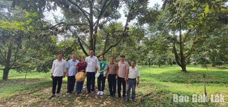 Hướng tới vùng sầu riêng 40 ha ứng dụng công nghệ thông minh tại xã Krông Nô