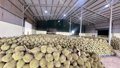 Sầu riêng chinh phục thêm thị trường tỉ dân