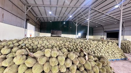 Sầu riêng chinh phục thêm thị trường tỉ dân