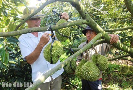 Sầu riêng Đắk Lắk đạt chỉ tiêu an toàn