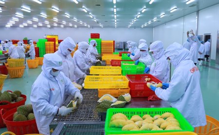 Đắk Lắk phấn đấu thành trung tâm logistics, giao dịch sầu riêng của Đông Nam Á