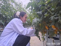 Tiếp tục thực hiện chính sách tuyển dụng nhân tài