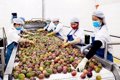Rau quả chinh phục thị trường khó tính