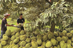 Giải pháp giữ đà xuất khẩu sầu riêng