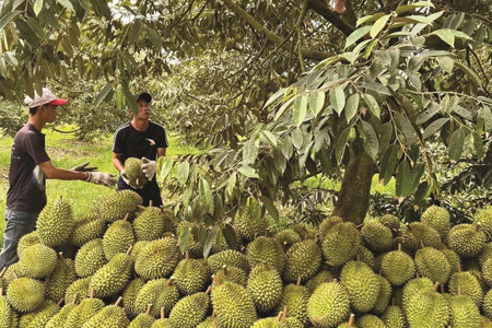 Giải pháp giữ đà xuất khẩu sầu riêng