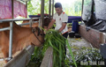 Đắk Lắk quy hoạch hơn 7.500 ha đất chăn nuôi tập trung