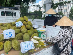 Doanh nghiệp và người trồng sầu riêng "đứng ngồi không yên"