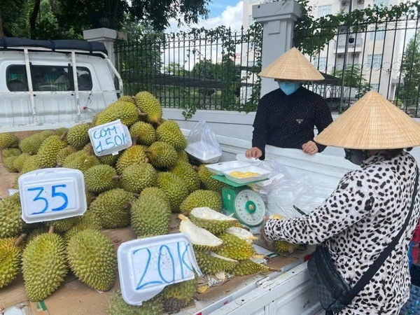 Doanh nghiệp và người trồng sầu riêng "đứng ngồi không yên"