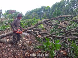 Khai thông mặt bằng dự án san nền Khu công nghiệp Hòa Phú