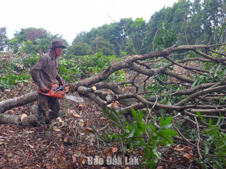 Khai thông mặt bằng dự án san nền Khu công nghiệp Hòa Phú