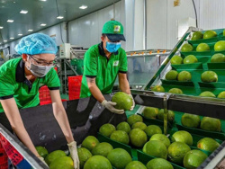 Ba 'tấm vé' mới cho nông sản Việt