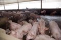 Giá nông sản tháng 5: Phân hóa mạnh giữa các ngành hàng