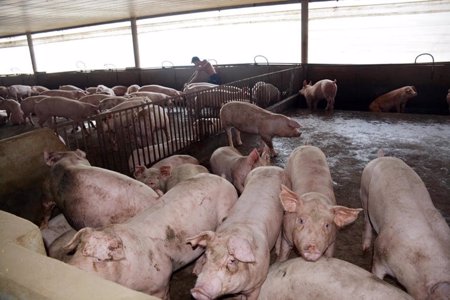 Giá nông sản tháng 5: Phân hóa mạnh giữa các ngành hàng