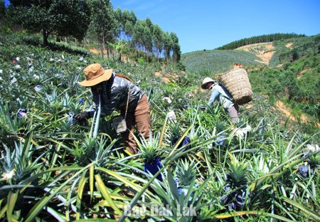 "Cây thoát nghèo" ở Yang Mao