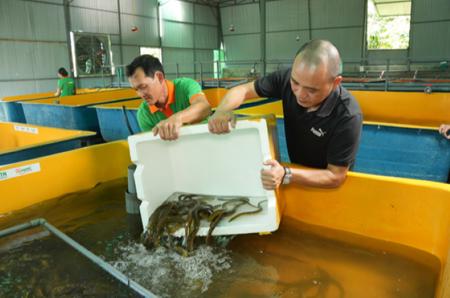 Từ vùng đất Tây Nguyên, Hiromi đang mở ra chương mới cho “thủy sâm” Việt Nam