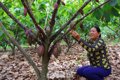 Ca cao bén rễ vùng biên