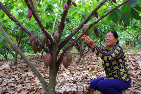 Ca cao bén rễ vùng biên