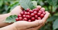 Xuất khẩu cà phê Việt Nam 5 tháng đạt 4,23 tỷ USD