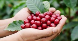 Xuất khẩu cà phê Việt Nam 5 tháng đạt 4,23 tỷ USD