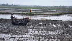 Toàn tỉnh dự kiến gieo trồng khoảng 240.000 ha vụ Hè Thu năm 2026