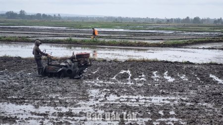 Toàn tỉnh dự kiến gieo trồng khoảng 240.000 ha vụ Hè Thu năm 2026