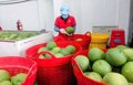 Hàng Việt “mở cửa” thị trường nghìn tỷ USD