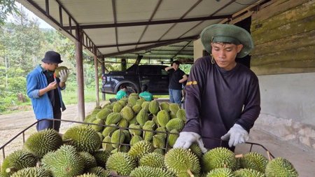 Ngành sầu riêng cần chuyên nghiệp hơn