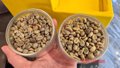 Giá cà phê hôm nay 18-6: Robusta tăng liền 6 phiên, nông dân tranh thủ bán ra