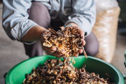 Từ phụ phẩm cacao đến hướng đi cho nông nghiệp xanh và bền vững