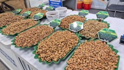Giá cà phê hôm nay 2-6: Arabica giảm 3 con số