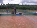 Giữ vững nghề nuôi cá lồng bè nước ngọt trước biến động khí hậu