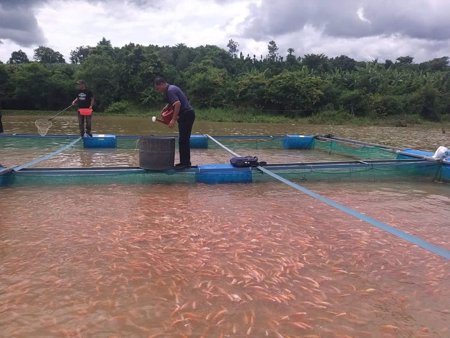 Giữ vững nghề nuôi cá lồng bè nước ngọt trước biến động khí hậu
