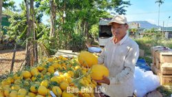 Làm giàu từ nông nghiệp công nghệ cao