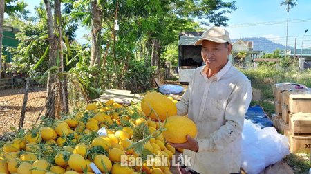 Làm giàu từ nông nghiệp công nghệ cao