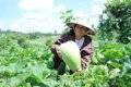 Tăng thu nhập từ vườn bầu "khổng lồ"